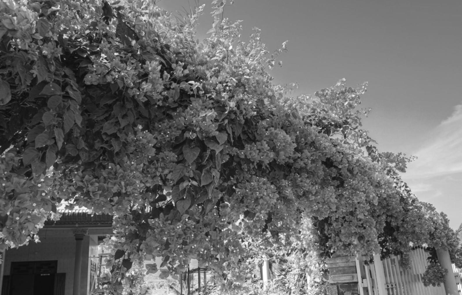 Процес створення спірального букета з живих квітів