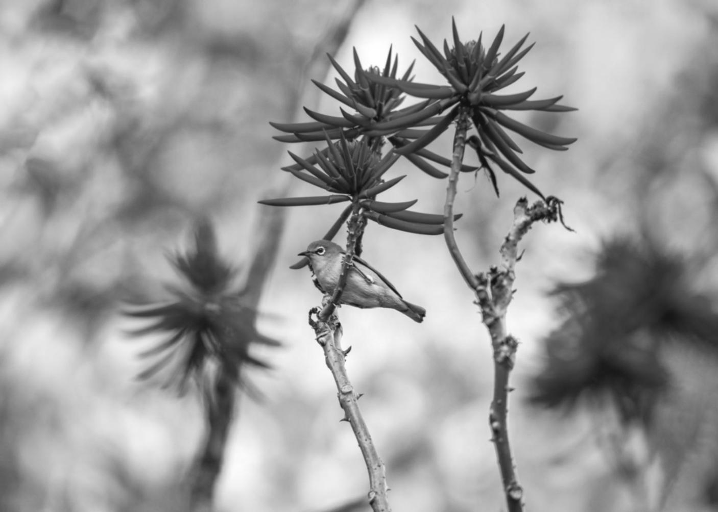 Букет студента з використанням спіральної техніки